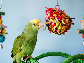 Foraging and Pet Birds