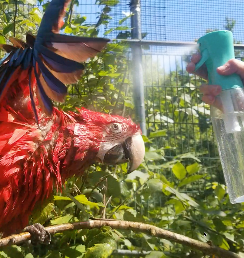 The Importance of Bathing for Parrots