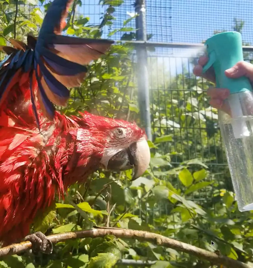The Importance of Bathing for Parrots