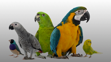So, you want a Parrot?