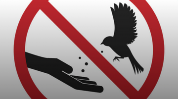 Dangerous Foods for Pet Birds