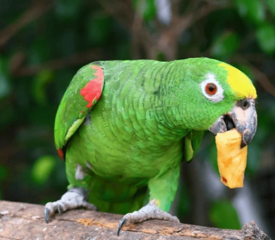 Amazon Parrots Species Guide