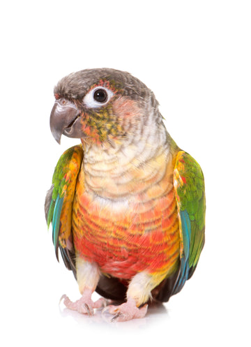 Conure's