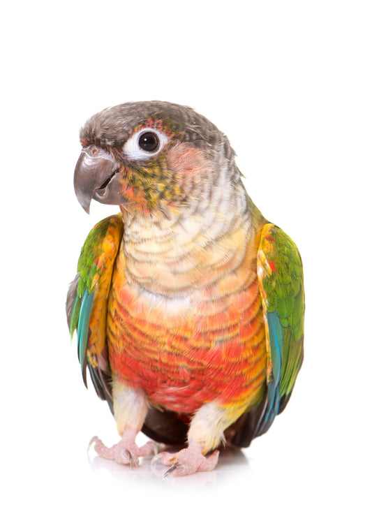 Conure's