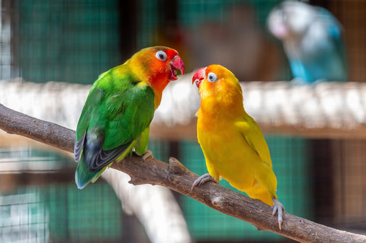 The Ultimate Guide to Setting Up Your Bird's Cage (The Right Way!)