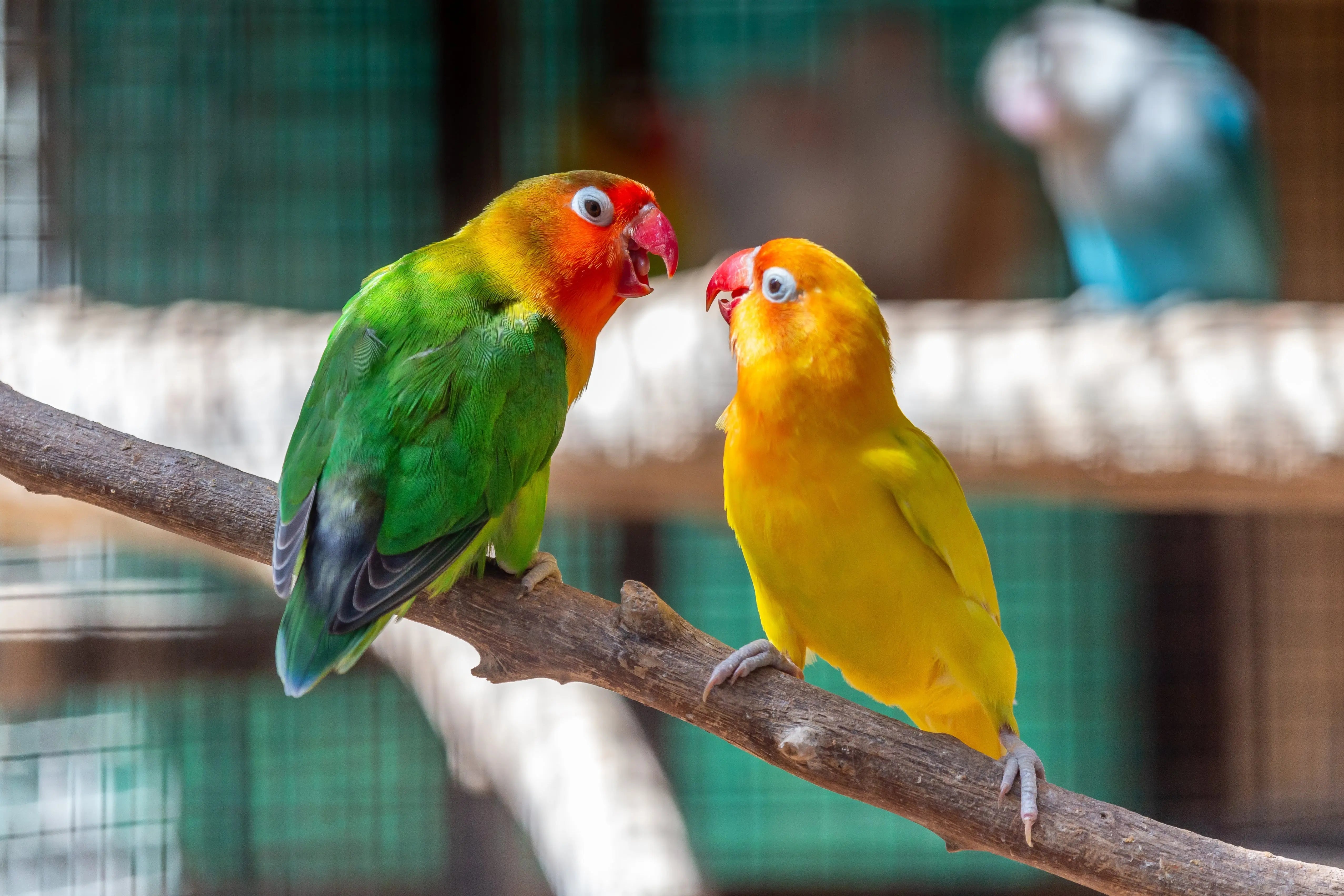 The Ultimate Guide to Setting Up Your Bird's Cage (The Right Way!)