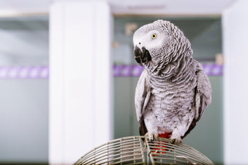 African Grey Parrots Species Guide