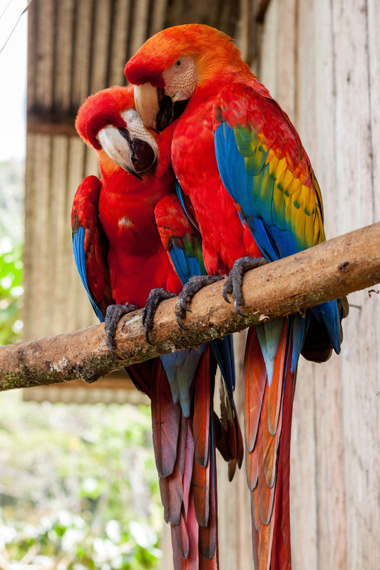 Macaw's: Species Guide