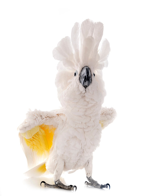 Cockatoo: Species Guide