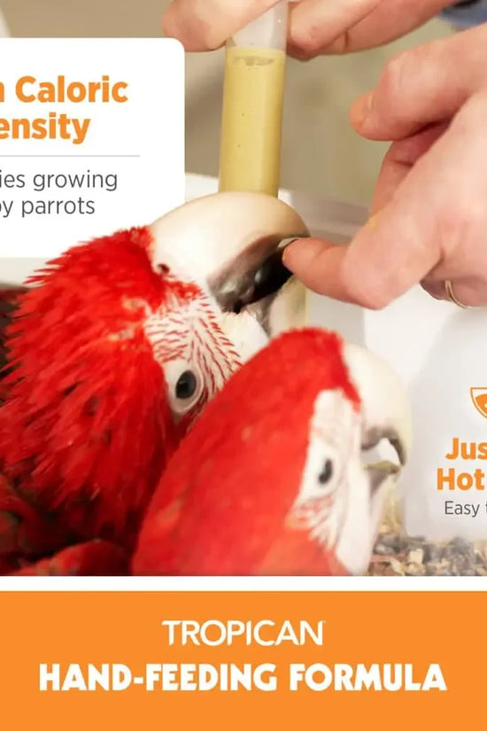 Person feeding a red parrot with a bottle labeled 'Tropicana Hand-Feeding Formula'.