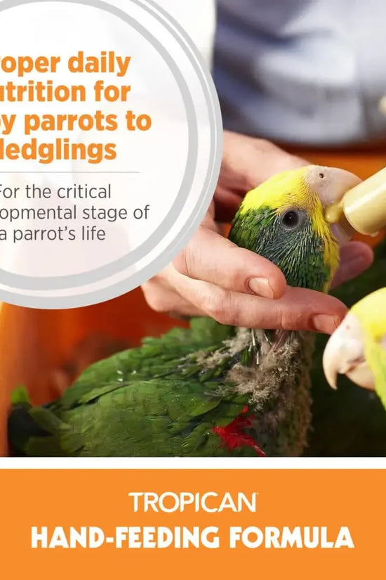 Person feeding a baby parrot with text about proper nutrition for parrots, featuring Tropicana Hand-Feeding Formula.
