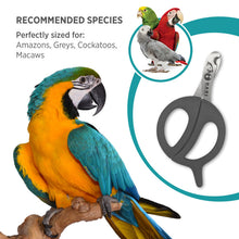 HARI Nail Grooming Scissors Large