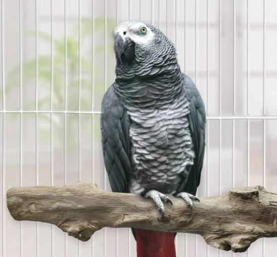 HARI Coffee Wood Bird Perch - Suitable for Large to Extra Large sized parrots