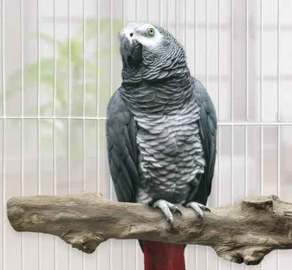 ecomposer-options-large-to-x-large-parrots