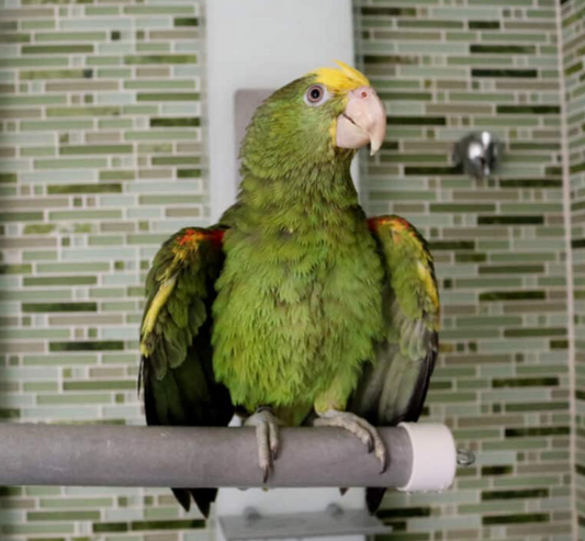 HARI Active Play Fold-Away Shower & Window Perch - Large