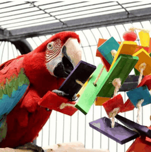 HARI Smart Play Pterodactyl bird toy with colored pinewood blocks and cotton rope for large parrots