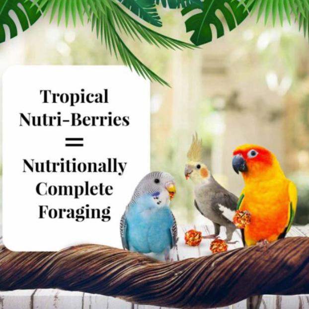 Lafeber Friandises aux fruits tropicaux Nutri-Berries pour calopsittes 283 g