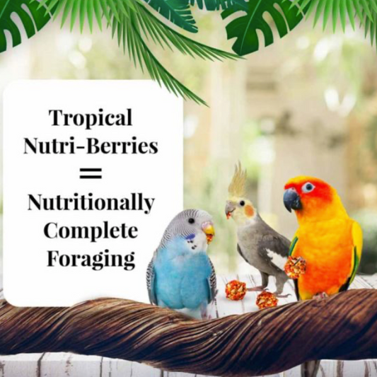 Lafeber Tropical Fruit Nutri-Berries for Cockatiels 10 oz