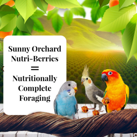 Lafeber Sunny Orchard 鹦鹉专用营养浆果 10 盎司