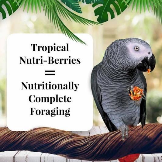 Lafeber Nutri-Berries aux fruits tropicaux pour perroquets, 283 g
