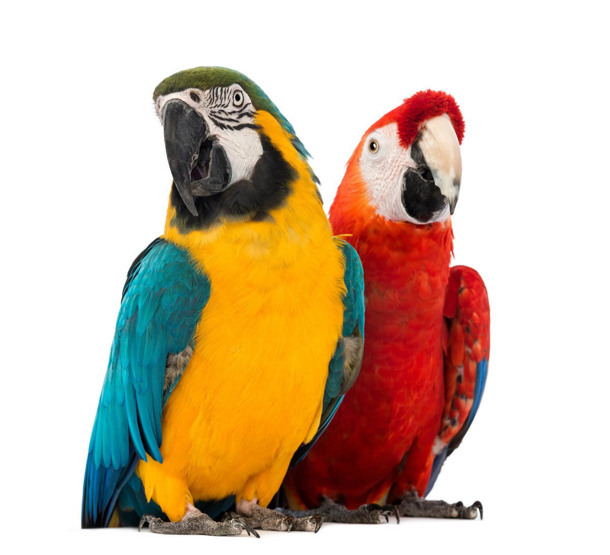 Two vibrant macaws, blue-and-yellow and scarlet, perched together—perfect for bird lovers seeking colorful pet birds.