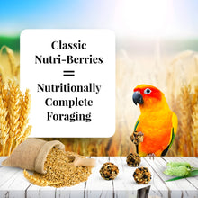 options-conure