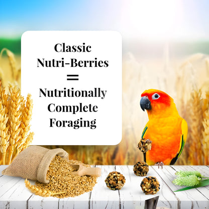 options-conure