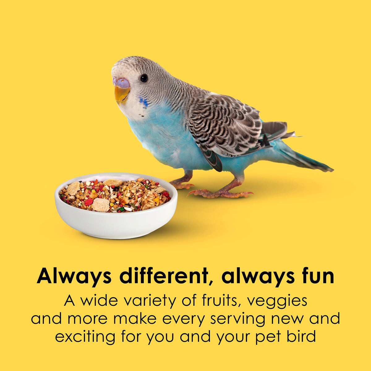 options-parakeet