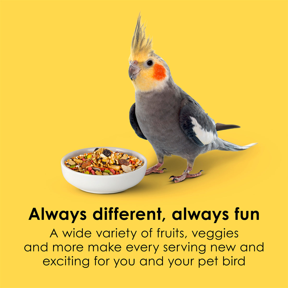 options-cockatiel