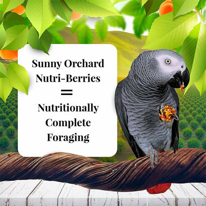 options-parrots