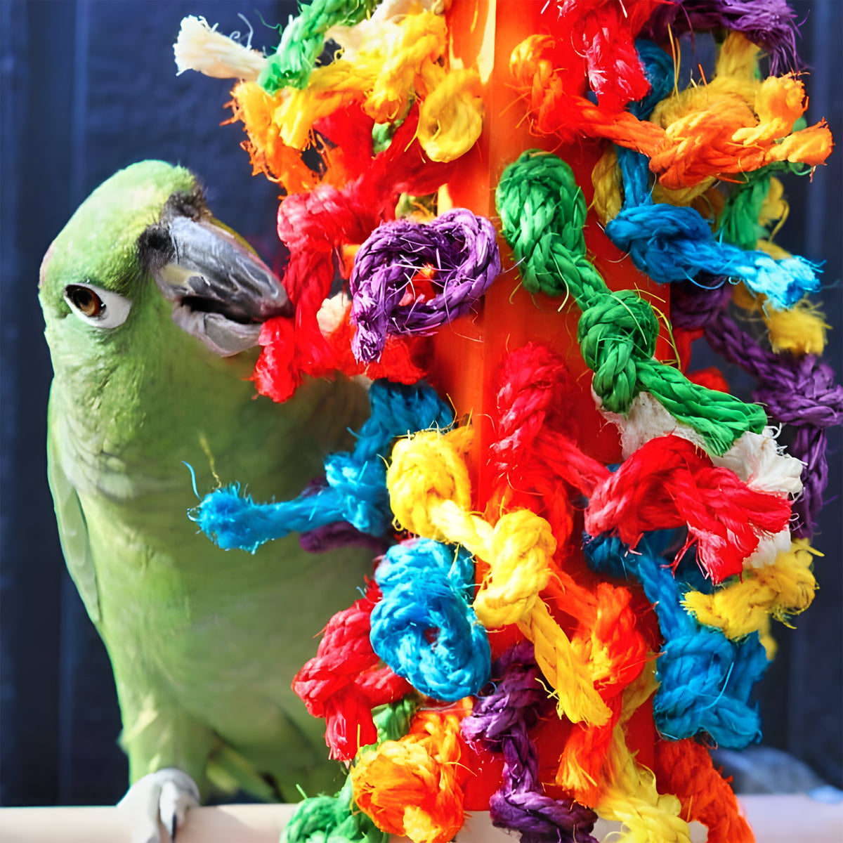 HARI Smart Play - Preening Block
