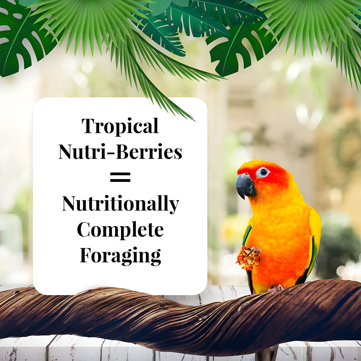 options-conures