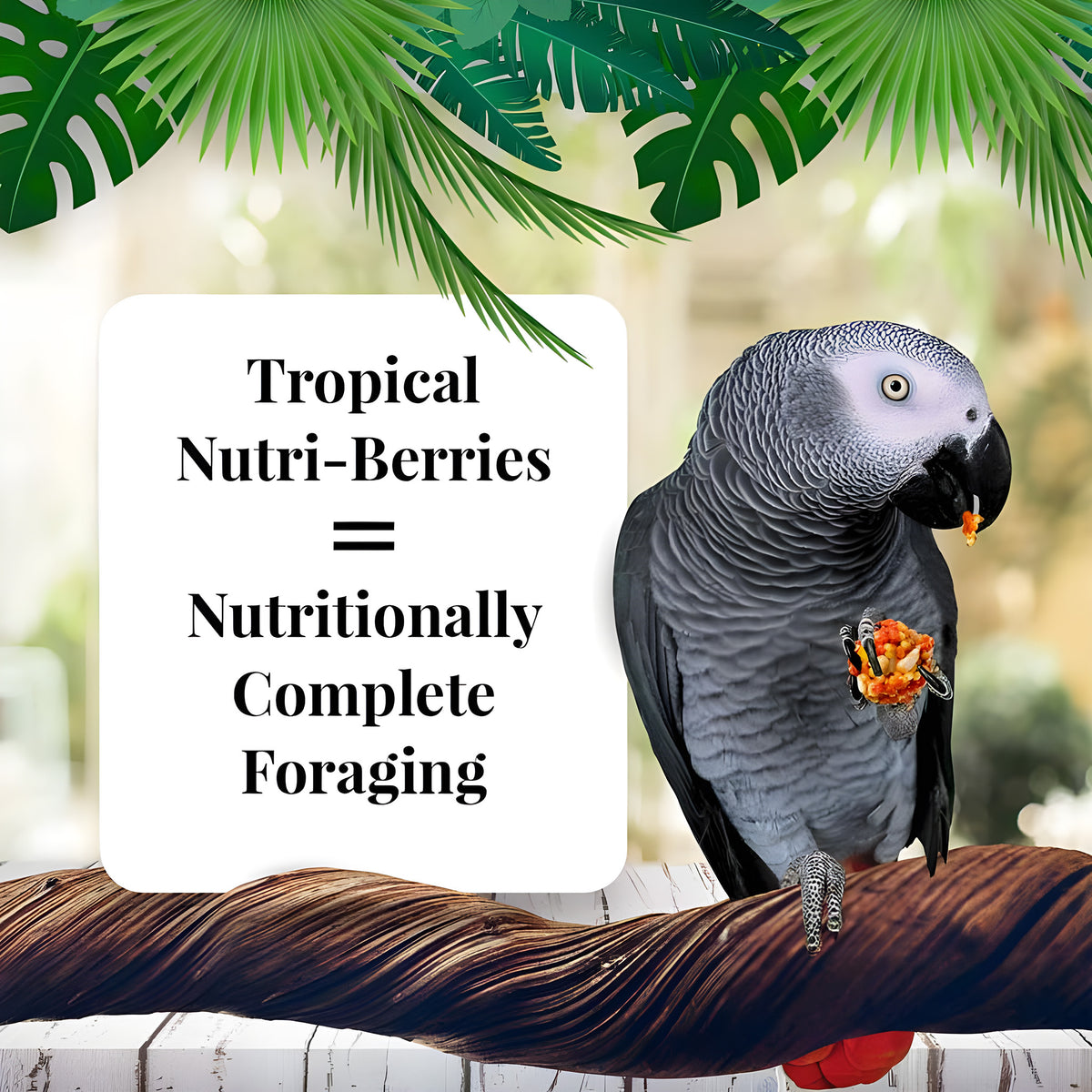 options-parrots