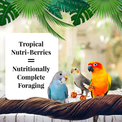 options-cockatiels