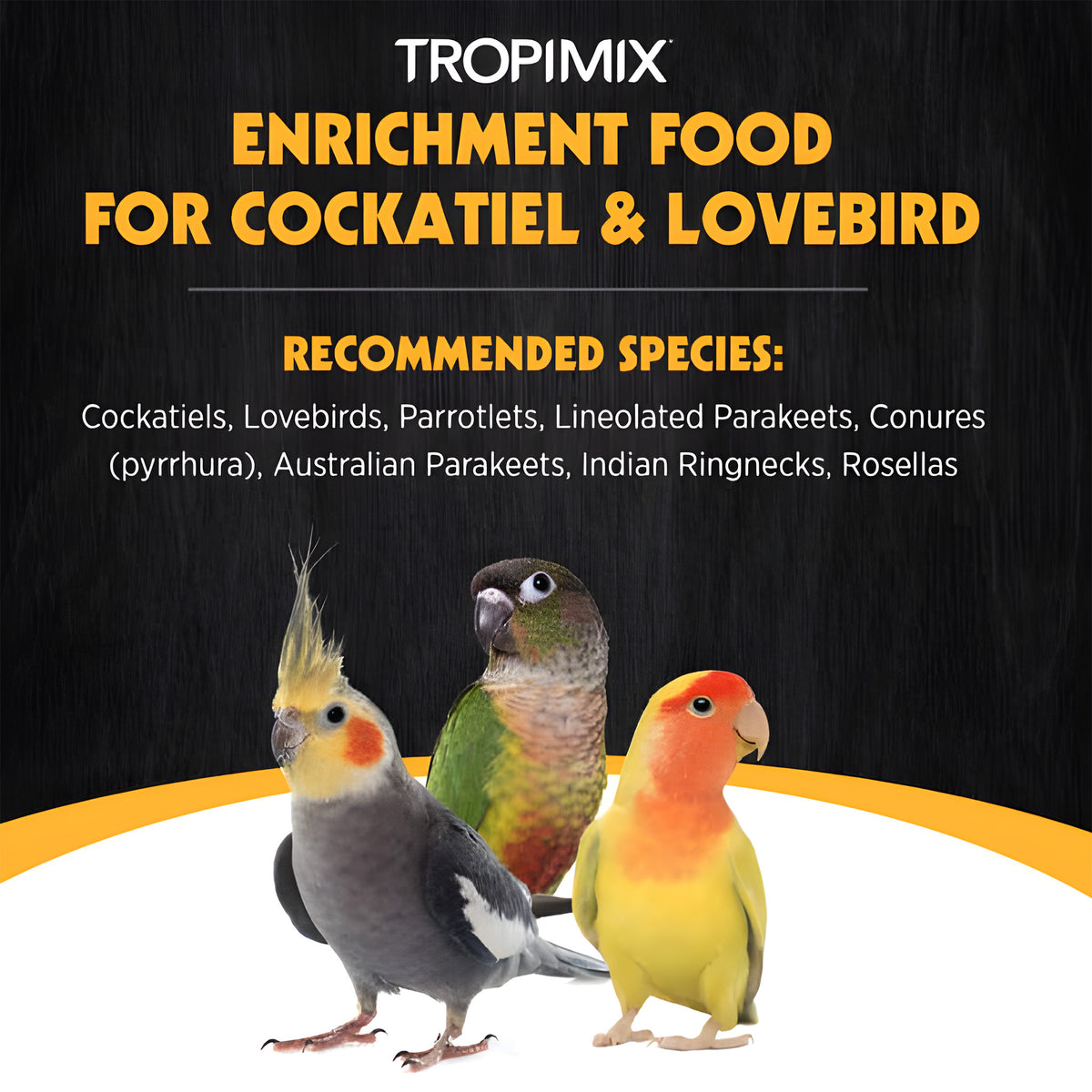 options-cockatiels-and-lovebirds