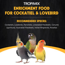 options-cockatiels-and-lovebirds